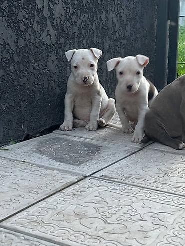 рр питбуль: Питбуль, 1 месяц, Самец — 10