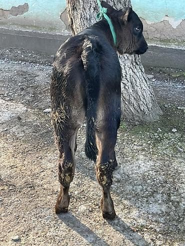 сена туки: Продаю | Корова (самка), Бык (самец), Тёлка | Ангус | Для разведения — 6