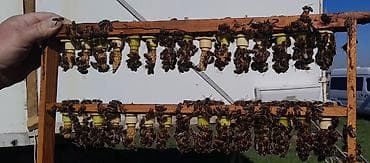 малина шапка мономаха: Всем доброго времени суток продаём маточники /и неплодных маток от — 3