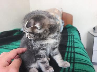 кошка продаётся: Скотиш Фолд (Шотландская вислоухая), 2 месяца, Мальчик, Серый — 8