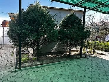 Үй жана бакча: Ели декоративные (комплект из 3 деревьев) для озеленения участка - — 1