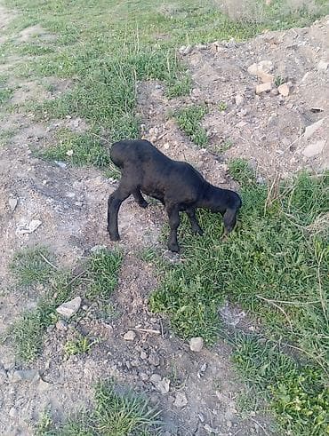 гисар овцы: Продаю | Ягненок | Арашан | Для разведения | Матка — 5