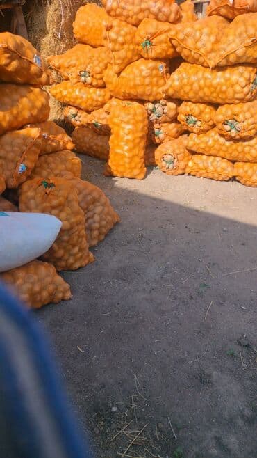 картофель семенной: Лук Оптом — 1