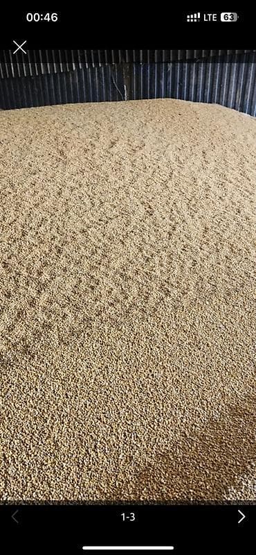 Арпа ячмень мешоктолгон