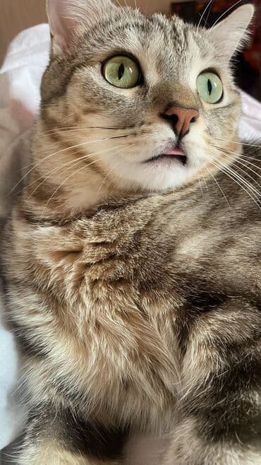 малек форели: Отдаём кота в добрые руки 😽 К сожалению, по обстоятельствам вынуждены — 1