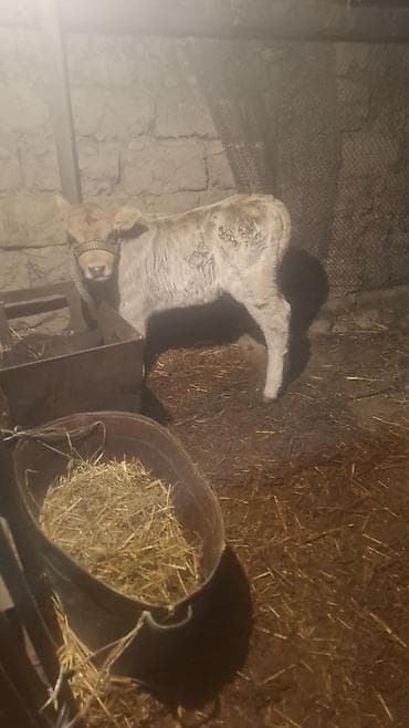 коровы ленинское: Продаю | Тёлка, Музоо, торпок | Швицкая | Для разведения | Не стельные, Искусственник — 2