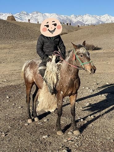 Другие животные: Продаю | Жеребец | Рабочий — 4