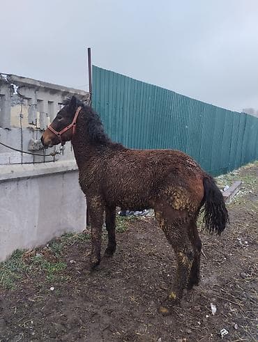 романовский порода: Продаю | Жеребец | Полукровка | Рабочий | Племенные — 6