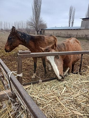 конь пони: Продаю | Жеребенок | Для разведения | Племенные — 5