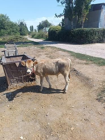 музо: Продаю | Корова (самка), Бык (самец), Тёлка | Алатауская, Симментальская | На откорм, На забой, Для разведения — 2