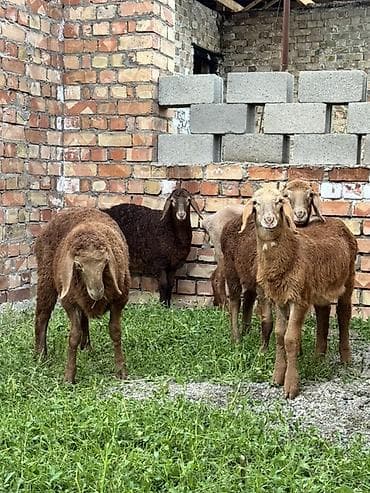 кой сой: Продаю | Ягненок | Полукровка, Арашан | Для разведения | Племенные — 3