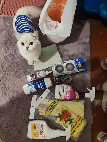 шотландский кот: Очаровательная девочка скоттиш-страйт🐾 С Питомника! Возраст: 6 мес на — 2