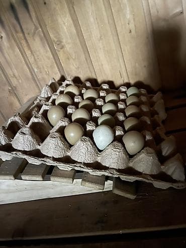 кошка домашняя: Инкубационные яйца фазана (порода румынские и есть еще охотничья — 4