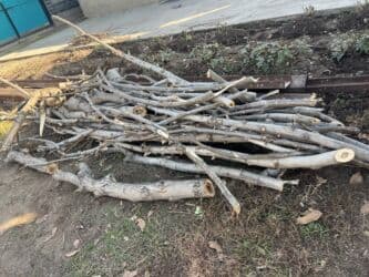 где купить семена павловнии: Рассада деревьев: Ореховые деревья, Самовывоз — 4