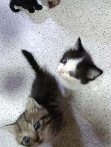 британские котята в дар: Котята- мама британская а папа сосед, пушистые комочки счастья - — 2