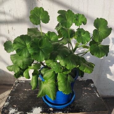 стоимость аквариума: Домашние и комнатные цветы в горшках. Герань, Алоэ, долларовое дерево — 8