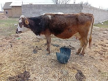 бычки годовалые: Продаю | Корова (самка) | Голштин | Для молока | Привязанные — 6