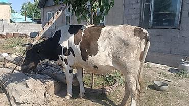 ам бар: Продаю | Корова (самка) — 2