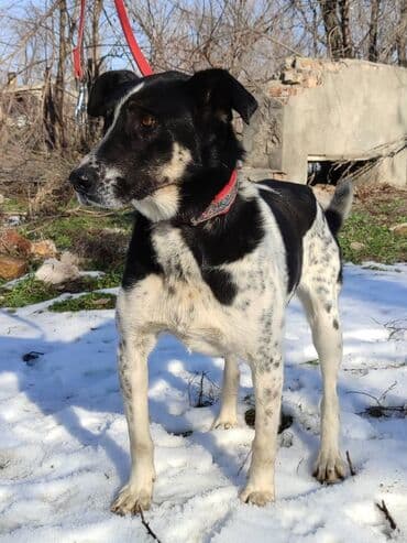 рабочая собака: Ищем дом замечательной собаке. Рожать не будет,отлично охраняет — 4