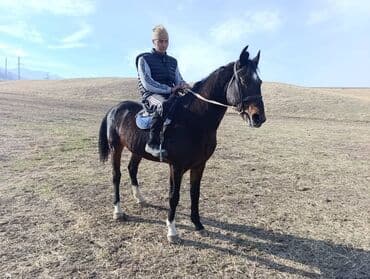 хочу купить щенка немецкой овчарки: Продаю | Конь (самец) | Рабочий — 5