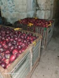 садовый вар бишкек: Яблоки оптом сорт крипсон зимние с темно-фиолетовыми (почти черными) — 15