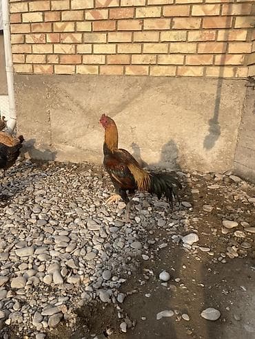 жаныбарлар: Сатам | Короздор | Көбөйтүү үчүн — 1