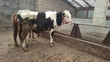 собаки балыкчы: Продаю | Бык (самец), Тёлка | Алатауская, Швицкая, Симментальская | На откорм, Для разведения | Племенные, Осеменитель, Не стельные — 5