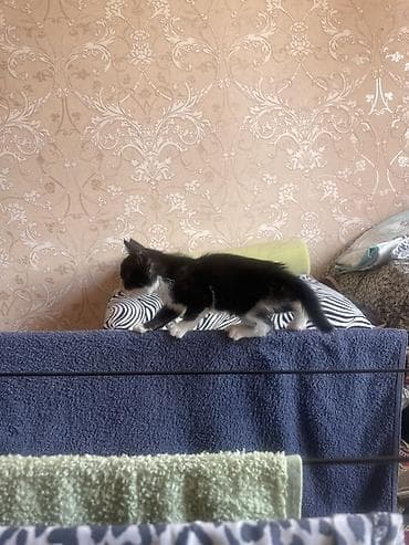 scottish fold: Котёнок черно-белого окраса (маска на мордочке, белые лапки и грудка) — 2