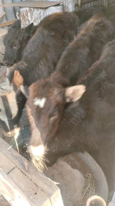 стельные телки: Продаю | Музоо, торпок | На откорм — 1