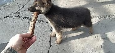 бельгийская овчарка щенок: ЩЕНОК немецкой овчарки остался красавчик 1 мальчик скоро два — 2