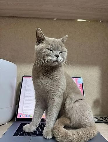 Отдам даром кошку: Кошка даром: Скотиш Страйт (Шотландская прямоухая), 2 года, Девочка, Приучена к лотку — 4
