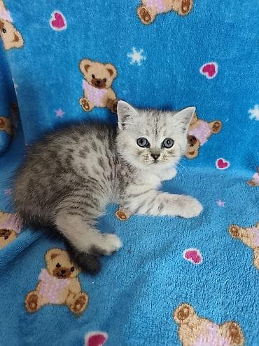 где можно купить кошку: Скотиш Страйт (Шотландская прямоухая), 2 месяца, Мальчик, Серебристая шиншилла — 3