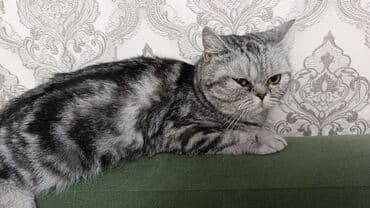 белый хомяк: Котята, домашние, отдам в добрые руки бесплатно мама скотиш страйт — 6