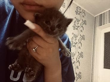 Животные: Котята, домашнее выращивание. ОТДАМ В ХОРОШИЕ РУКИ СРОЧНО ‼️ - — 5