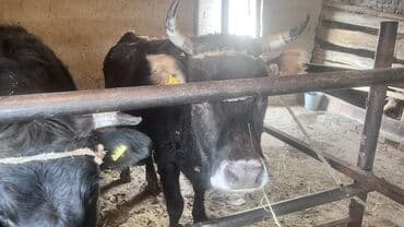 Услуги ветеринара: Продаю | Корова (самка) | Для разведения | Привязанные — 3