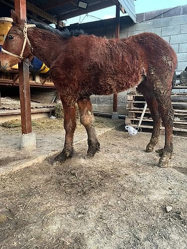 А\ч жаныбралары үчүн товарлар жана шаймандар: Сатам | Тай | Жумушка — 1