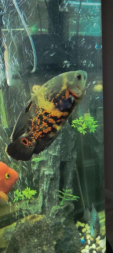 Астронотус (Oscar, Astronotus ocellatus) - Крупная яркая цихлида с