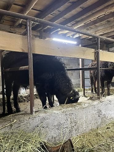 Баран, овца: Продаю | Музоо, торпок | Полукровка | На откорм | Привязанные — 2