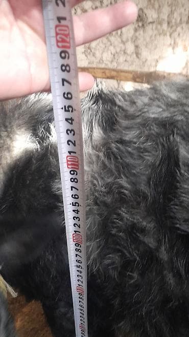 голштин корова: Продаю | Музоо, торпок | Бельгийская | На откорм | Привязанные — 4