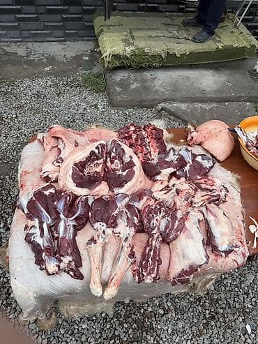 семис кой: КАСАПЧЫ / Сойуу жиликто, эт башчы,куйкало, звоните 📲 — 2