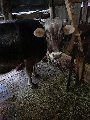 цена теленка коровы: Продаю | Корова (самка) | Для разведения — 3