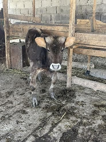 ржавая кошка цена: Продаю | Музоо, торпок | Полукровка | На откорм | Племенные — 4