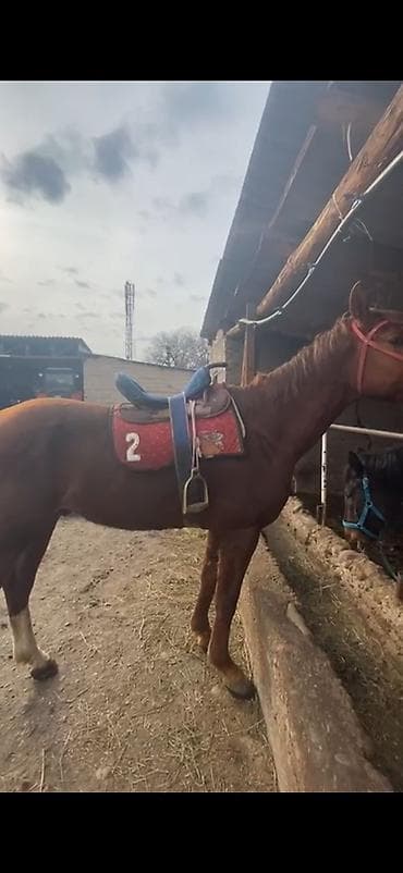 черная шотландская кошка: Продаю | Жеребец | Конный спорт — 2