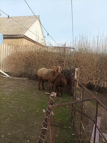 Баран, овца: Продаю | Овца (самка) | Арашан | Для разведения | Матка — 1