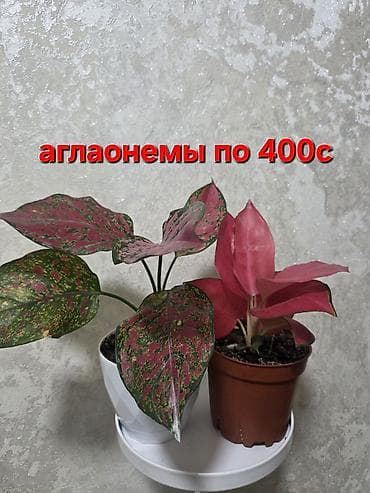 сирень гул: Оксалис (кислица «бабочка») и композиции из суккулентов - Оксалис с — 7