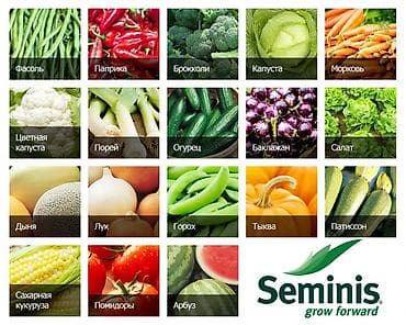 Садовая мебель: Семена овощей оптом в большом ассортименте Голландские семена — 1
