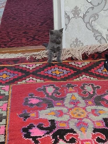 савана кошка: Серый котёнок шотландской породы, с короткой мягкой шерстью и — 2