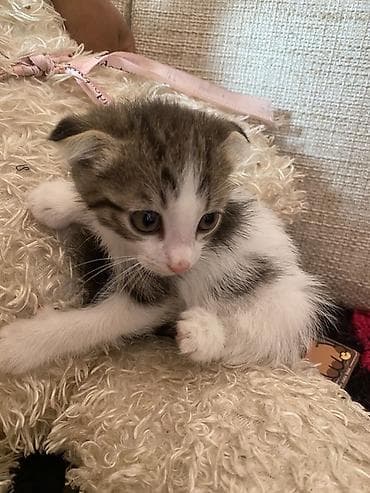 собака немецкий овчарка: Кошка даром: Беспородная, Мальчик, Приучена к лотку — 2