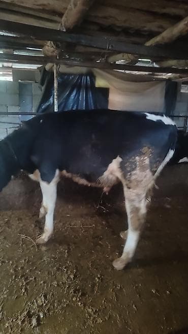 вызов ветеринара на дом бишкек: Продаю | Тёлка | Голштин | Для разведения | Племенные — 2