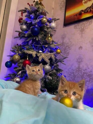 Британская короткошёрстная, 1 месяц, Мальчик, Рыжий, Приучена к лотку